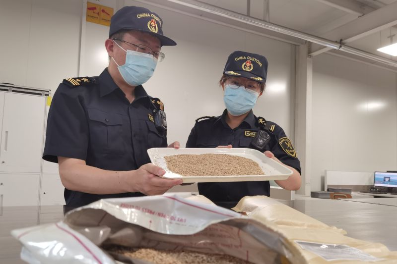 全球最大汽車滾裝船“安吉安盛”輪在煙臺裝船發(fā)運（圖）